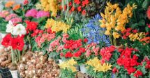 Stire din Economie : Parfumuri şi culori vibrante! Constănţenii, invitaţi la „Piaţa de Flori”