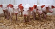 Vremuri grele pentru crescătorii de porci. „Cheltuieli mari, dificil de intrat pe piaţă!”