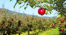 Stire din Economie : Ministerul Agriculturii a efectuat plăţi de peste 26 milioane lei pentru Campania 2023