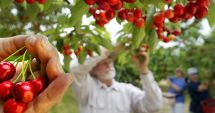 Stire din Economie : Acţiunea "Cireaşa"! Muncă titanică în livadă şi o piaţă invadată de fructe din import