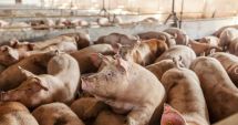 Stire din Economie : Bursă, agricultură, deficit comercial. INFO economic