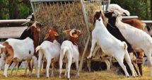 Stire din Economie : Gură de oxigen! Vin banii pentru crescătorii de animale din Constanţa
