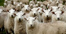 Stire din Economie : ANSVSA: Bulgaria a notificat primul focar de variolă ovină. Măsuri stricte de biosecuritate în ferme