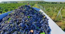 Stire din Economie : Jale în viile constănţene! Producţia de struguri, la jumătate faţă de cea de anul trecut