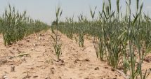 Stire din Economie : Constanţa, printre judeţele cele mai afectate de seceta pedologică şi îngheţ