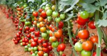Stire din Economie : Finanţe, agricultură, energie. INFO economic