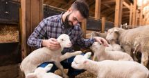 Stire din Economie : Muncă multă, bani puţini! Cât de profitabilă mai este afacerea "Mielul de la Paşte"