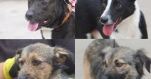 Stire din Social : Adoptați un blănos! Peste 400 de suflete își așteaptă stăpânul