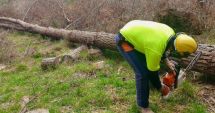 Stire din Economie : Direcţia Silvică Constanţa, pierderi de peste 50 de milioane de lei în ultimii cinci ani