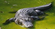 Stire din Actualitate : Un tată a patru copii a murit, după ce a fost atacat de un crocodil, sub ochii trecătorilor