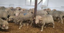 Stire din Economie : Piaţa ţigaretelor, agricultură, construcţii. INFO economic