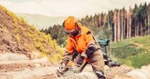 Stire din Economie : Direcţia Silvică Constanţa intră în istorie! Dispare funcţia de director, nu-s excluse reduceri de personal