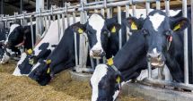 Stire din Economie : Bursă, producţie de carne, banking. INFO economic