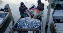 Stire din Social : Alarmă în Delta Dunării! Scrumbia, în declin în sezonul 2025