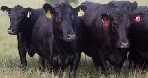 Stire din Eveniment : Zeci de vaci Black Angus au fost furate de pe câmp. Poliția a deschis anchetă