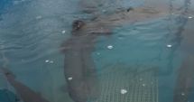 Stire din Social : Păstrăv somonat în Marea Neagră. Un experiment românesc reușit la Constanța