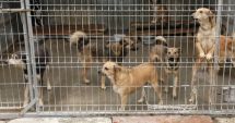 Stire din Social : Peste 500 de câini din Constanța așteaptă o familie iubitoare