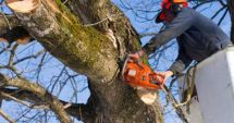 Stire din Actualitate : Tăierea abuzivă a arborilor din orașe ar putea fi pedepsită cu închisoare de până la trei ani