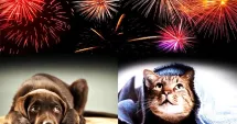 Stire din Actualitate : Bilanț tragic! Sute de animale s-au pierdut în noaptea de Revelion din cauza petardelor şi artificiilor