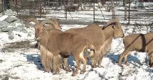 Stire din Social : Gerul pune la încercare animalele de la Microrezervație. Ce măsuri s-au luat