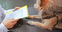 Stire din Social : Vreți să adoptați un câine din adăpostul public, iată care sunt actele de care aveți nevoie