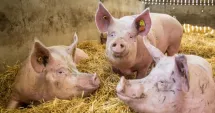 Stire din Economie : Fermele de porci riscă închiderea, după scăderea prețurilor sub costurile de producție
