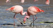 Stire din Social : Lacul Techirghiol, colorat în roz. Păsările flamingo au revenit pe litoral
