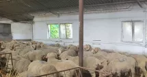 Stire din Economie : Bani de la stat pentru crescătorii de animale constănțeni. Ce condiții trebuie îndeplinite
