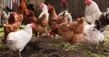 Stire din Economie : Salarii, agricultură, afaceri. INFO economic