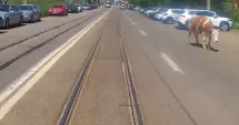 Stire din Eveniment : Apariție neașteptată în trafic. O vacă a traversat printre mașini și tramvaie