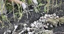 Stire din Economie : Sprijin pentru cultivatorii de usturoi. Fermierii pot primi până la 18.000 de euro