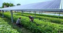 Stire din Economie : Fermierii primesc 265 milioane de euro pentru energie solară și reducerea costurilor de producție