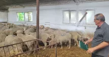 Stire din Economie : Carantina națională afectează grav crescătorii de ovine din Constanța. „Acum, suntem blocați!”