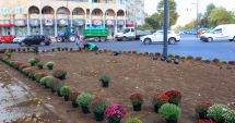 Stire din Social : Încep plantările de toamnă la Constanța. 5000 de crizanteme vor înfrumuseța orașul