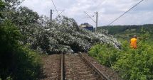 Stire din Economie : 105 trenuri au fost întârziate de căderile  de copaci