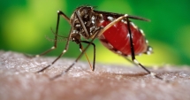 OMS: Jocurile Olimpice din Brazilia prezintă un risc scăzut de transmitere suplimentară a virusului Zika