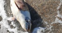 Stire din Eveniment : Un pui de delfin a fost găsit mort pe plaja din Mamaia