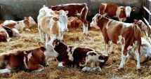 Stire din Economie : Agricultură: Fermierii pot accesa credite garantate de stat echivalente a „De 5 ori subvenţia”