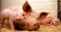 Stire din Economie : Ministerul Agriculturii, decizie finală: Porcii crescuţi în gospodării vor putea fi vânduţi!