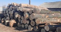 Stire din Economie : Romsilva: Volumul de lemn pe care regia îl pune pe piaţă, peste nivelul de absorbţie!