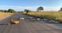Stire din Eveniment : O familie de lei a fost surprinsă dormind pe o șosea în timpul măsurilor de izolare din Africa de Sud