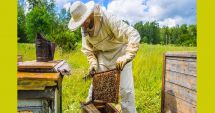 Afacerile apicultorilor constănţeni, ruinate de concurenţa neloială. 