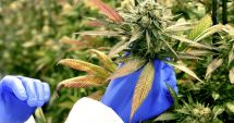 Stire din Eveniment : Cultură de cannabis, descoperită în subsolul unei clădiri; un bărbat a fost arestat