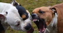 Stire din Eveniment : TRAGEDIE! Un COPIL DE PATRU ANI a fost UCIS de câinele unchiului său