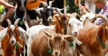Stire din Social : Alarmant! Șase focare de pesta rumegătoarelor mici, în județul Constanța