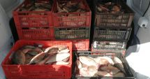 Stire din Eveniment : Peste 200 kg de pește fără documente legale, confiscate de polițiștii de frontieră