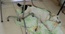 Stire din Actualitate : Povestea sfâșietoare a cățelului care a murit de tristețe după ce a fost abandonat pe un aeroport