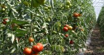 Stire din Economie : 15.337 de producători de tomate au depus cereri de sprijin financiar
