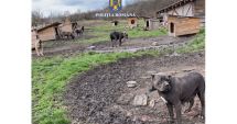 Stire din Eveniment : CRUZIME ŞI TEROARE! Mascații au descins la șapte locații unde erau mutilate animale