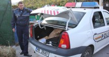 Stire din Eveniment : DESCINDERI cu MASCAȚI / Ce au ridicat polițiștii în urma perchezițiilor de azi dimineață